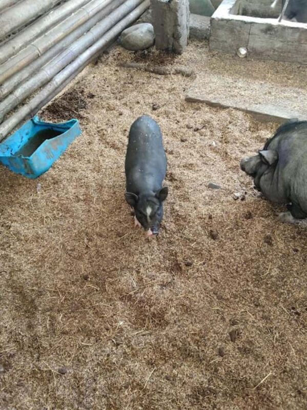 MEDELLIN: SAN JERONIMO TOUR + ECOPARQUE GAITERO + SWIMMING POOL - FAQ