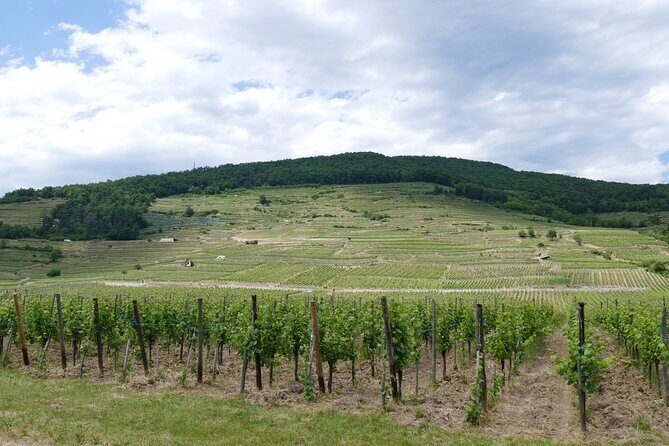Medieval Alsace and Wine Tasting from Colmar - A Deep Dive into the Alsace Experience