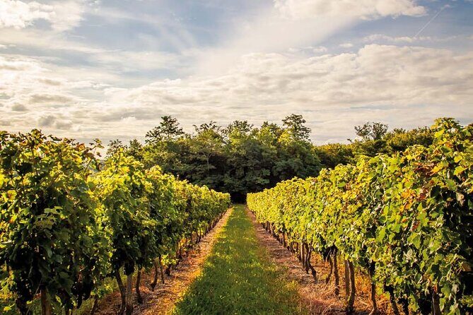 Médoc Region Half-Day Wine Tour with Winery Visit & Tastings from Bordeaux - The Sum Up: Who Will Love This Tour?