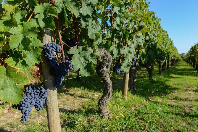 Medoc Region Wine Day Trip with Vineyard Visits & Tastings from Bordeaux - FAQ