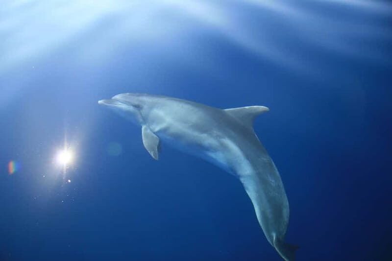 Medulin: Full-Day Boat Tour to Kamenjak and Levan w/ Lunch - Who Will Love This Tour?