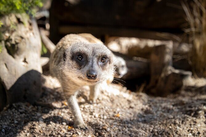 Meerkat Experience at Werribee Open Range Zoo - excl. entry - A Close Encounter with Curious Meerkats at Werribee Open Range Zoo