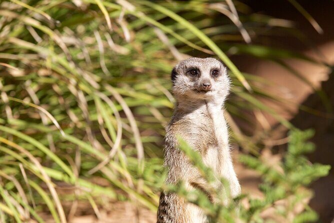 Meerkat Experience at Werribee Open Range Zoo - excl. entry - Discovering Werribee’s Meerkat Experience: An In-Depth Review