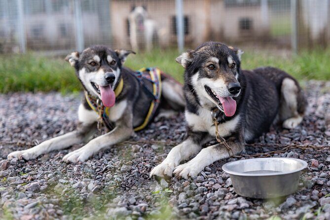 Meet 70 Huskies and Enjoy a short ATV Tour with the Huskies - Meet 70 Huskies and Enjoy a Short ATV Tour with the Huskies: An Authentic Arctic Encounter