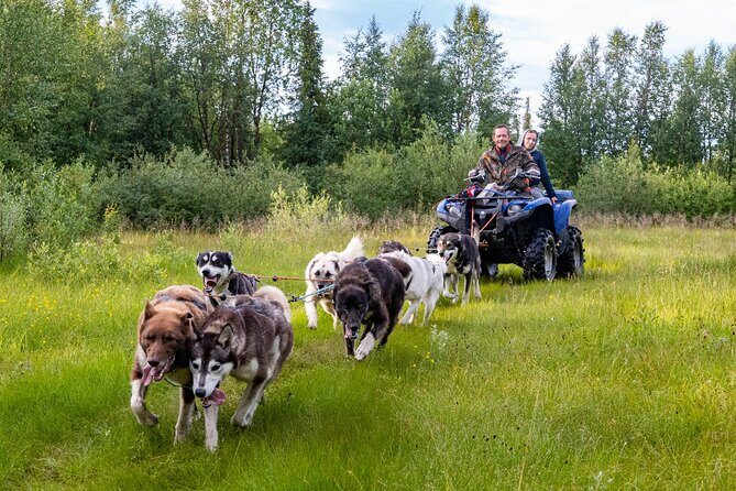 Meet 70 Huskies and Enjoy a short ATV Tour with the Huskies - An In-Depth Look at the Experience