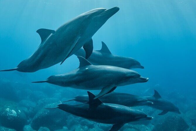 Meet Dolphins in Huatulco - A Deep Dive into the Huatulco Dolphin Tour