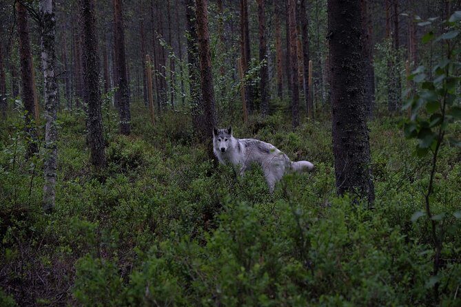 Meet Taivas & the Arctic Wolves - Private Tour - Key Points