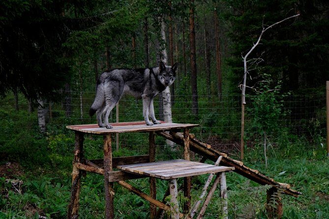 Meet Taivas & the Arctic Wolves - Private Tour - Who Should Consider This Tour?