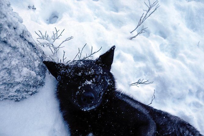 Meet Taivas & the Arctic Wolves - Private Tour - The Sum Up: A Genuine Connection to Nature and Animals