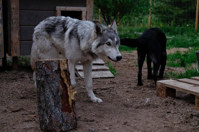 Meet Taivas & the Arctic Wolves - Private Tour - Frequently Asked Questions (FAQs)