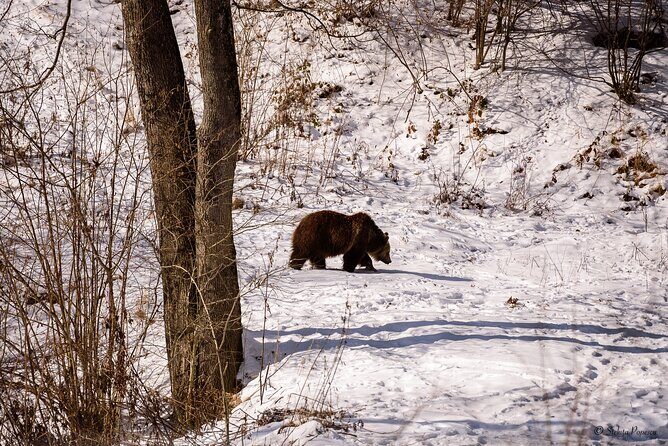 Meet the Bears & Visit Dracula Castle Day Tour from Bucharest - Why This Tour Is Worth Considering