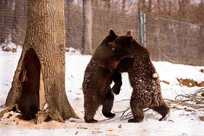 Meet the Bears & Visit Dracula Castle Day Tour from Bucharest - Final Words