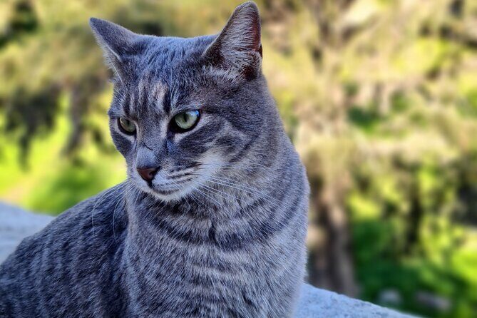 Meet the Cats of Acropolis and Thissio Private Tour - Discover Athens with a twist—meeting its feline residents