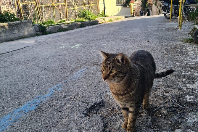 Meet the Cats of Acropolis and Thissio Private Tour - The Sum Up: Is this tour worth it?