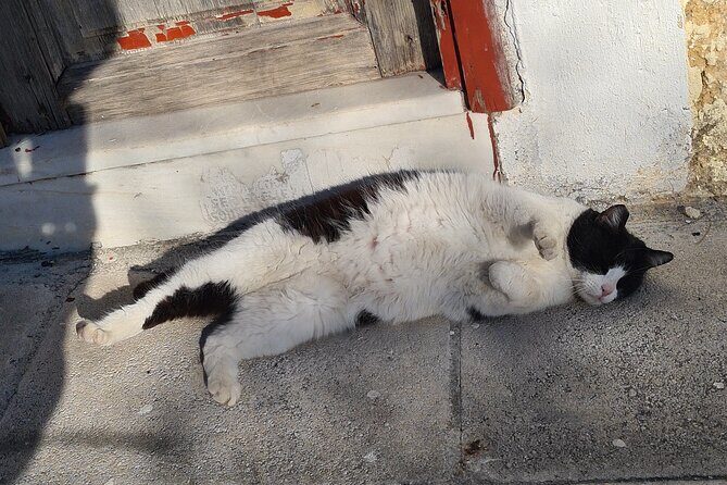 Meet the Cats of Acropolis and Thissio Private Tour - FAQ