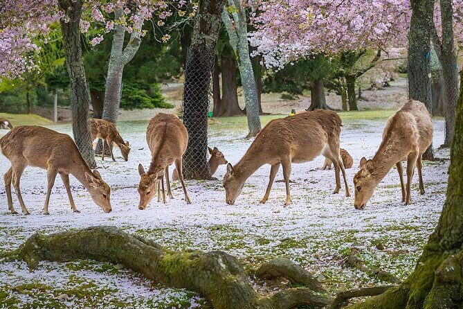 Meet the Deer Discover the Buddha in Nara With a Private Car - Exploring Nara’s Historic Heart with Comfort and Focus