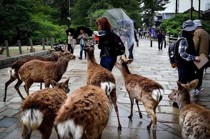 Meet the Deer Discover the Buddha in Nara With a Private Car - FAQs