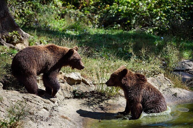 Meet the Free Bears and visit Dracula's Castle in a Day Trip from Bucharest - The Details of the Experience