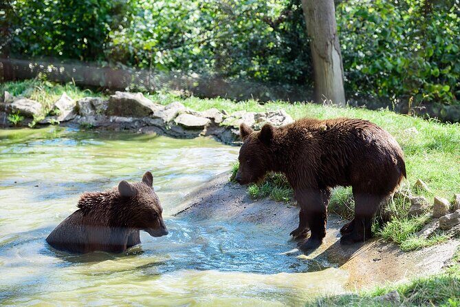Meet the Free Bears and visit Dracula's Castle in a Day Trip from Bucharest - Final Thoughts