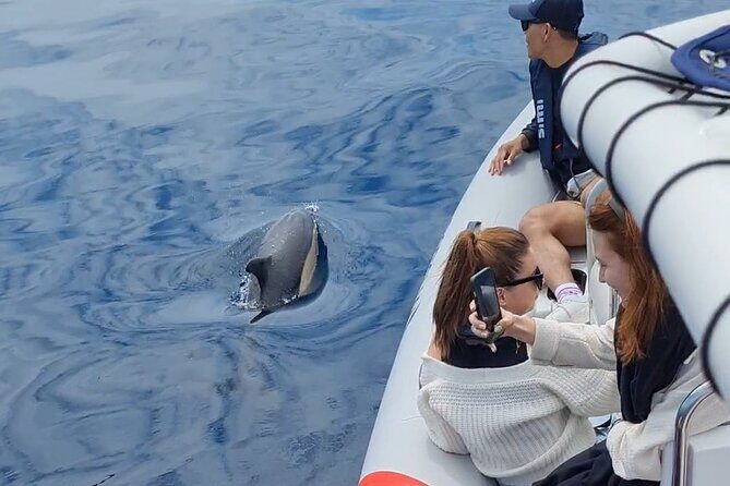 Meet the Lisbon Dolphins - Dolphin Watching in Lisbon - Practical Tips for the Trip