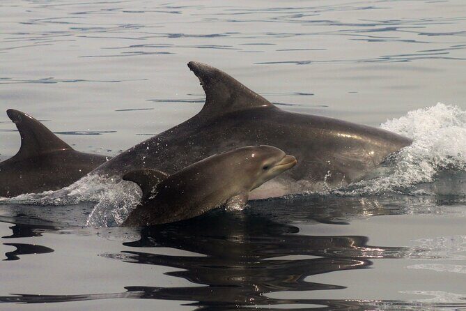 Meet the Lisbon Dolphins - Dolphin Watching in Lisbon - Authentic Experience and Guides
