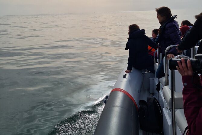 Meet the Lisbon Dolphins - Dolphin Watching in Lisbon - Price and Value