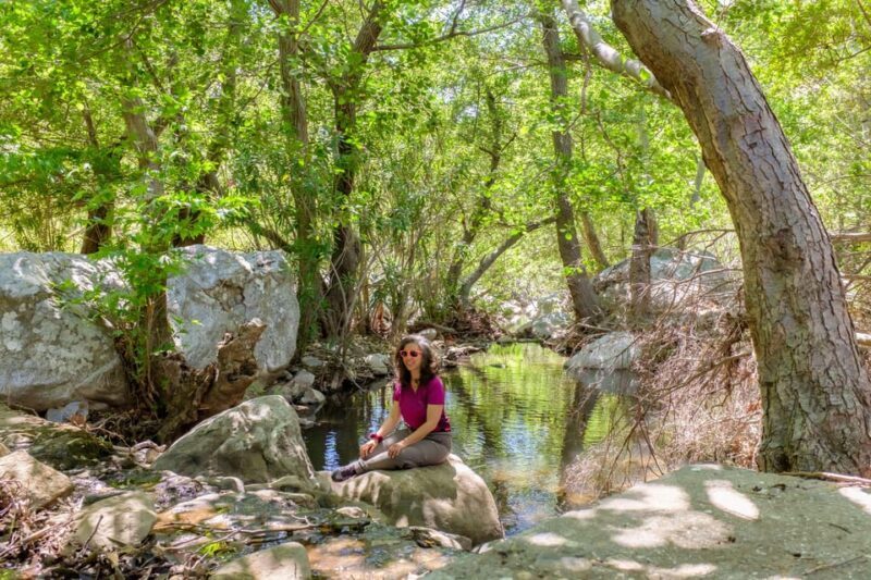 Meet the trees in Cyclades Hiking (Small group experience) - Key Points