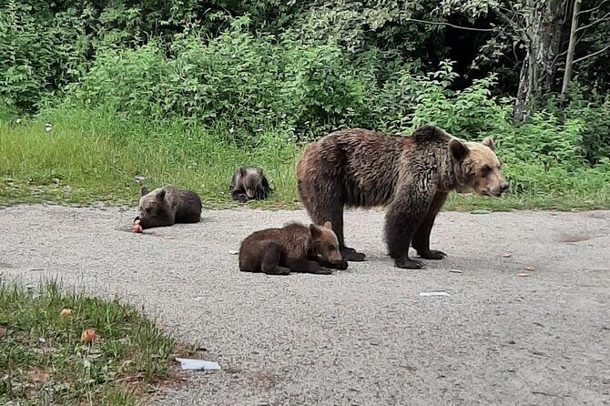 Meet Wild Brown Bears on the Roads to Real Dracula's Fortress - A Detailed Look at Your Romania Day Trip