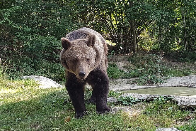 Meet Wild Brown Bears on the Roads to Real Dracula's Fortress - Final Thoughts