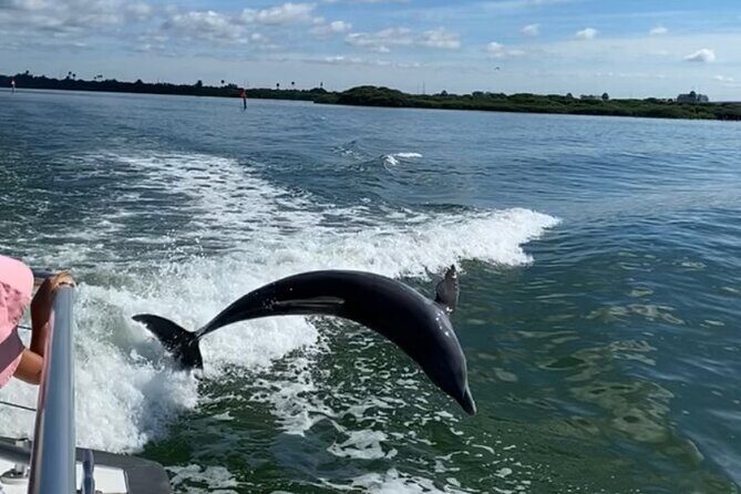 Mega Bite Dolphin Tour Boat in Clearwater Beach - The Value in the Experience