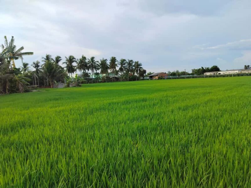 Mekong Delta Cruise & Explore Bicycle Full Day Small Group - Final Thoughts: The Authentic Mekong Experience