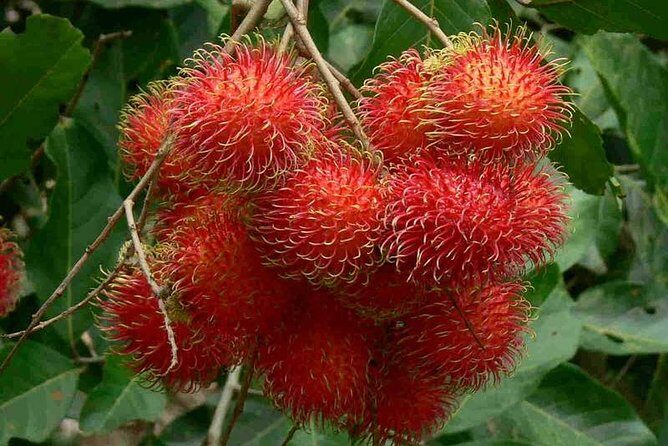 Mekong Delta Day Tour from Ho Chi Minh City - Exploring the Mekong Delta: A Detailed Overview