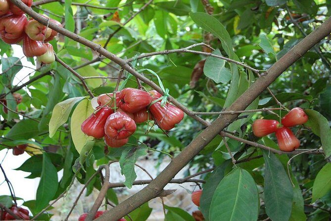 Mekong Delta Full Day Private Tour by Speedboat - Final Thoughts