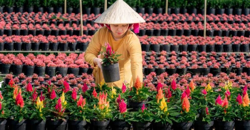 Mekong Delta Tour 2-Day (SaDec  Can Tho - My Tho - Ben Tre) - Key Points