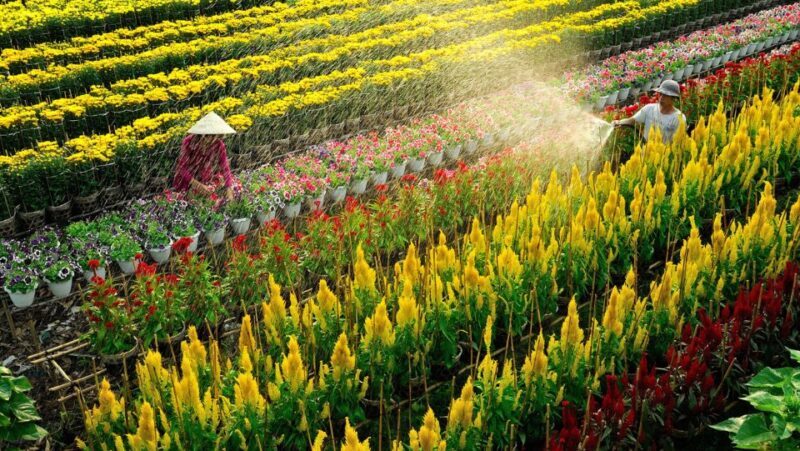 Mekong Delta Tour 2-Day (SaDec  Can Tho - My Tho - Ben Tre) - The Itinerary Breakdown: What You Can Expect