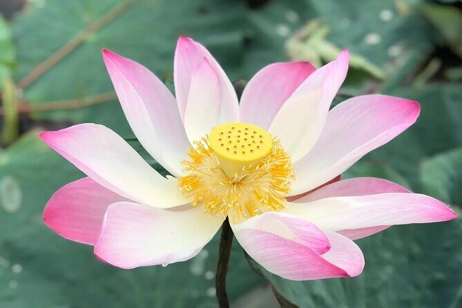 Mekong Heart Experiences 2D1N - Exploring the Mekong Heart Experiences 2D1N Tour