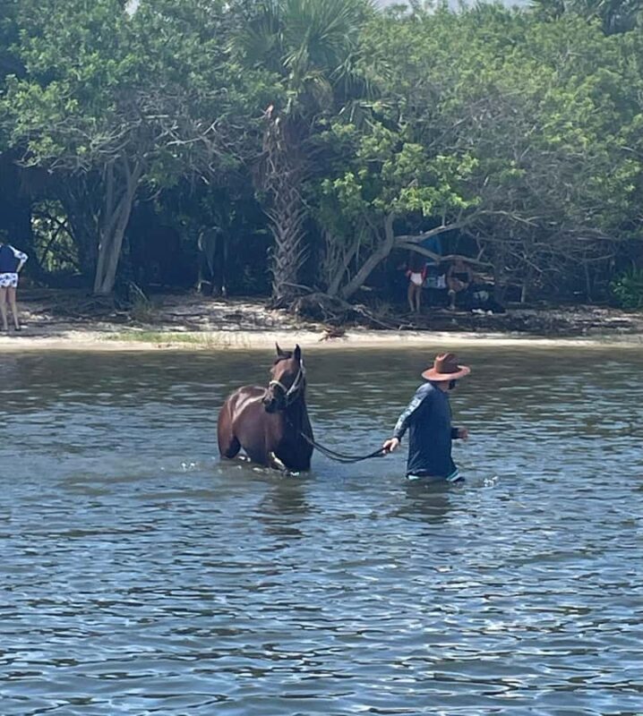 Melbourne: 2-Hour Dolphin & Manatee River Tour - What You Can Expect from This 2-Hour Dolphin & Manatee River Tour