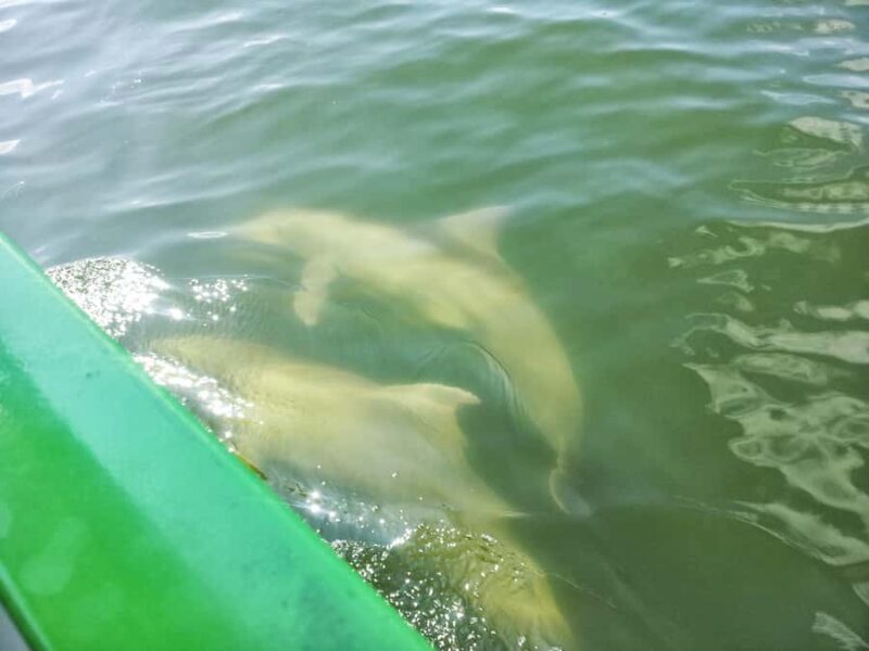 Melbourne: 2-Hour Dolphin & Manatee River Tour - Final Thoughts: Who Should Consider This Tour?