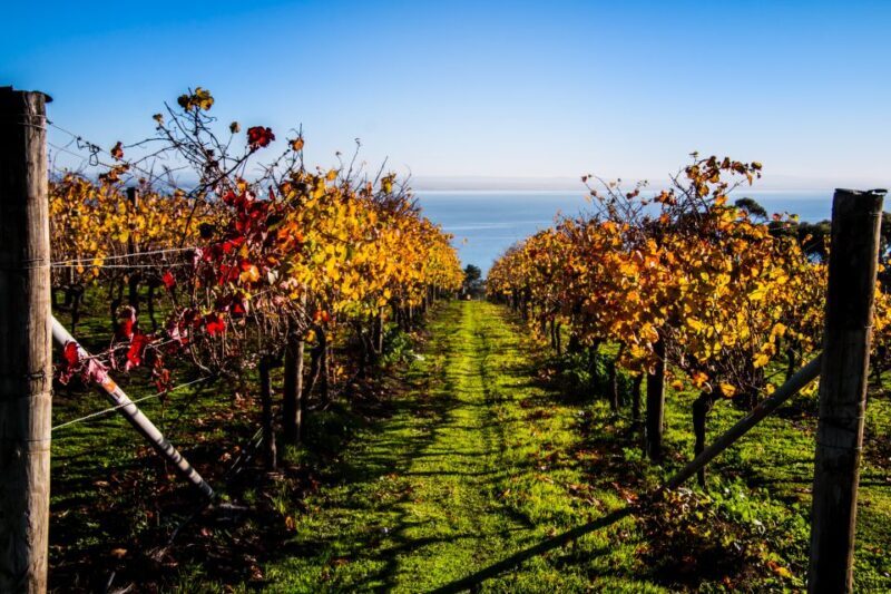 Melbourne: Around the Bay Food & Wine Taste Trail - Frequently Asked Questions