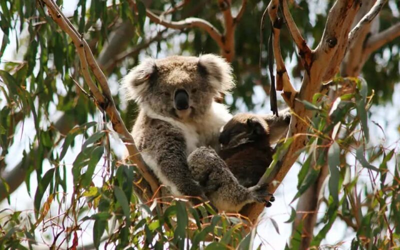 Melbourne: Boutique Phillip Island Wine, Dine & Penguin Tour - Melbourne: Boutique Phillip Island Wine, Dine & Penguin Tour — An Authentic Day Trip