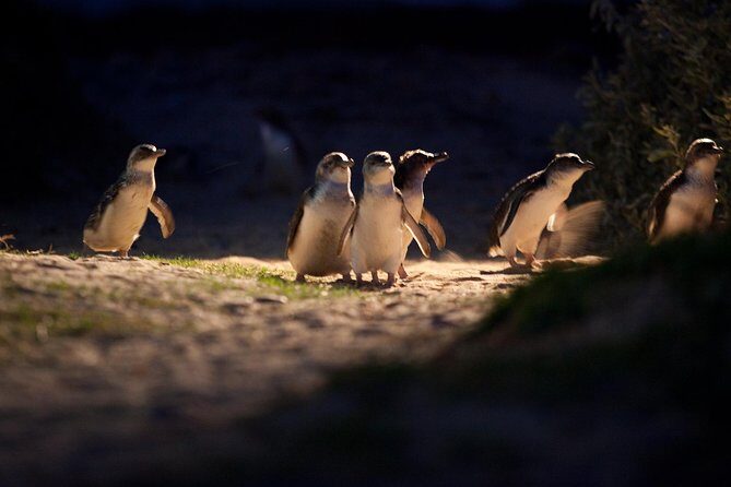 Melbourne City Tour and Phillip Island in One Day - A Close Look at the Day