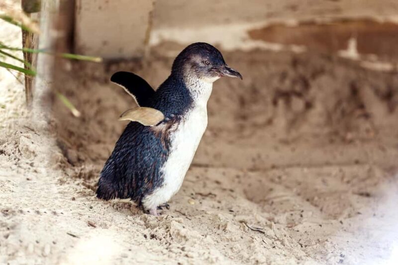 Melbourne: Coastal View & Phillip Isand Penguin Parade Tour - Melbourne: Coastal View & Phillip Island Penguin Parade Tour