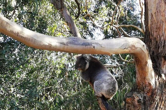 Melbourne Combo: Great Ocean Road Day Trip and Phillip Island Day Trip from Melbourne - FAQ