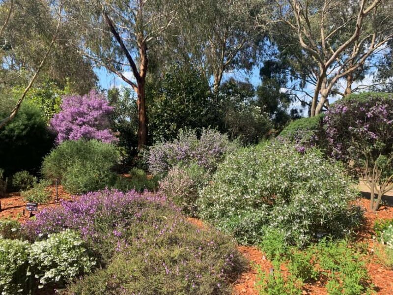 Melbourne: Cranbourne Gardens Electric Explorer Tour - Melbourne: Cranbourne Gardens Electric Explorer Tour