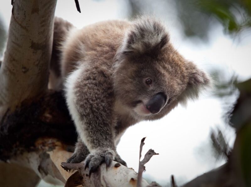 Melbourne Flexi Attractions Pass: 3, 5 or 7 Tickets - Melbourne Flexi Attractions Pass: 3, 5 or 7 Tickets