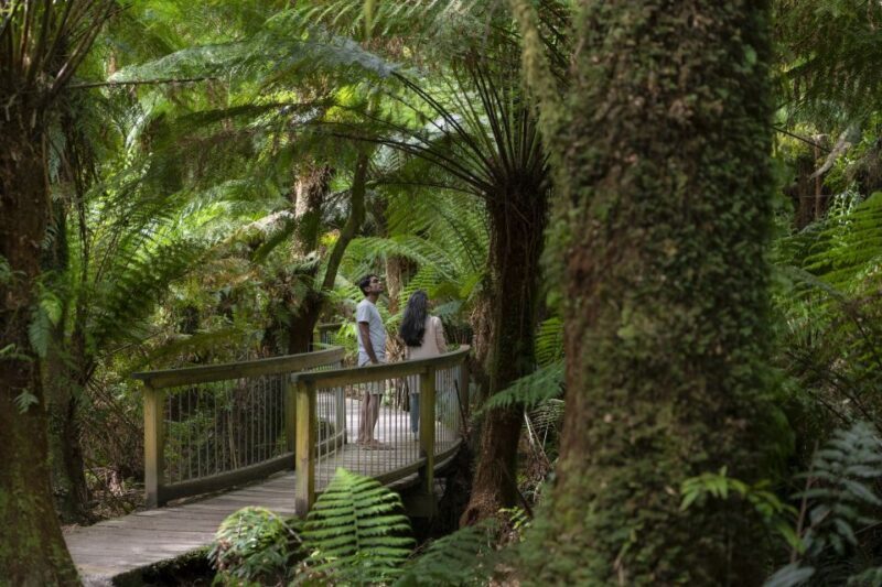 Melbourne: Great Ocean Road, 12 Apostles & Rainforest Tour - Key Points
