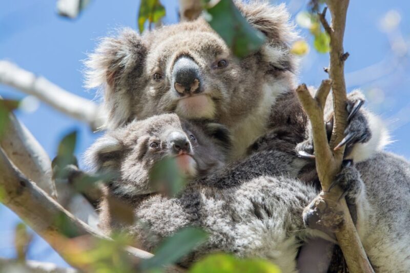 Melbourne: Great Ocean Road, 12 Apostles & Rainforest Tour - Final Thoughts
