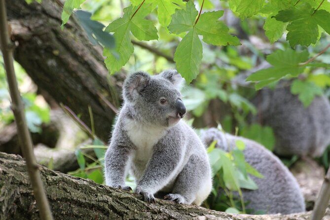 Melbourne: Great Ocean Road & Iconic Coastal Views Day Tour - Experience the Best of Australias Iconic Coast with the Great Ocean Road & Coastal Views Day Tour