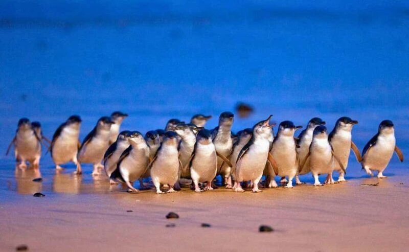 Melbourne: Great Ocean Road, Penguin Parade & Free City Tour - Melbourne: Great Ocean Road, Penguin Parade & Free City Tour