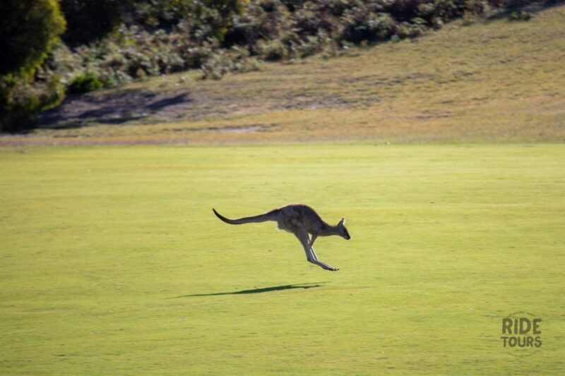 Melbourne: Great Ocean Road & Wildlife Tour for Backpackers - Practical Tips for Travelers